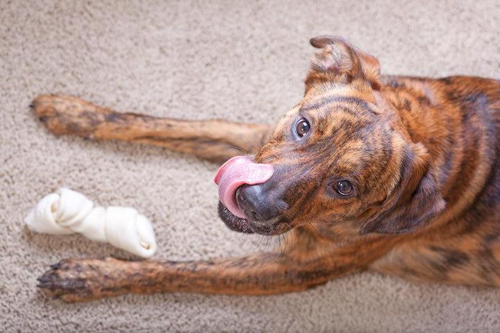 Is rawhide good for dogs? | HotSpot Pets