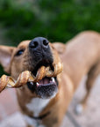 6" Curly Bully Sticks for Small & Medium Dogs