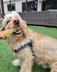 6" Split Beef Trachea Strips for Small & Medium Dogs