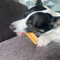 Himalayan Yak Chews for Large Dogs