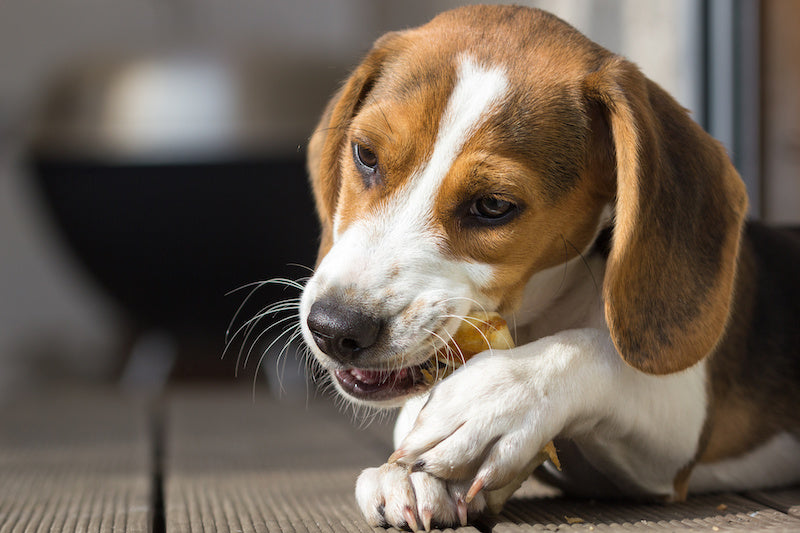 AdobeStock_176528784 - Hotspot Pets