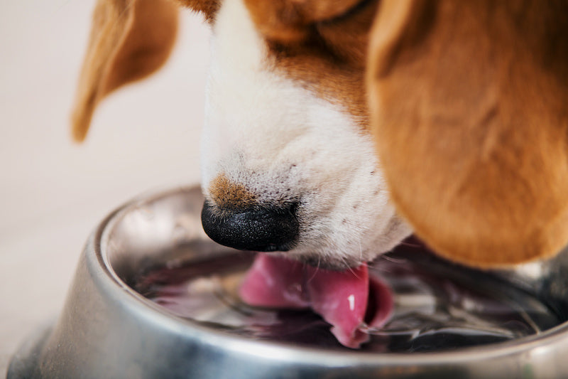 AdobeStock_190093570 - Hotspot Pets