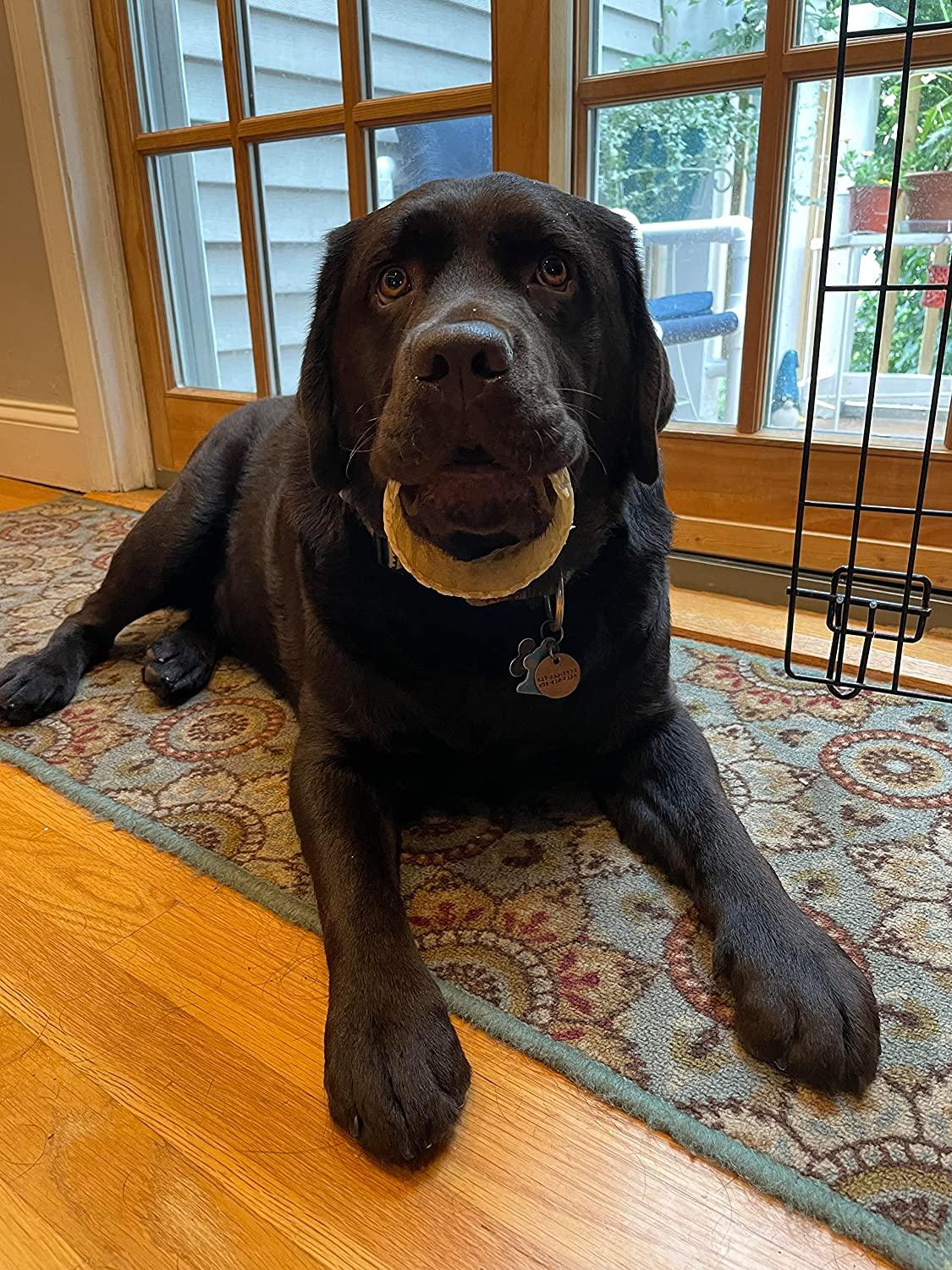 Whole Beef Trachea Ring Chews for Large & X-Large Dogs | Trachea Chews at HotSpot Pets