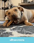 12" Whole Beef Trachea Tube Chews for Large & X-Large Dogs | Trachea Chews at HotSpot Pets