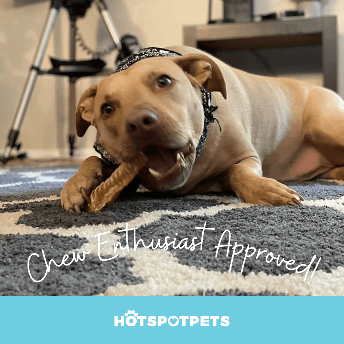 6" Split Beef Trachea Strips for Small & Medium Dogs | Trachea Chews at HotSpot Pets