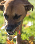 All Natural Sweet Potato Treats for Dogs - 15oz Bag | Sweet Potato Chews at HotSpot Pets