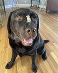 Freeze Dried Beef Liver Treats for Dogs | Freeze Dried Treats at HotSpot Pets