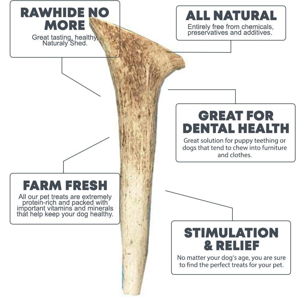 Whole Elk Antlers for Dogs | Elk Antlers at HotSpot Pets