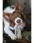Whole Elk Antlers for Dogs | Elk Antlers at HotSpot Pets