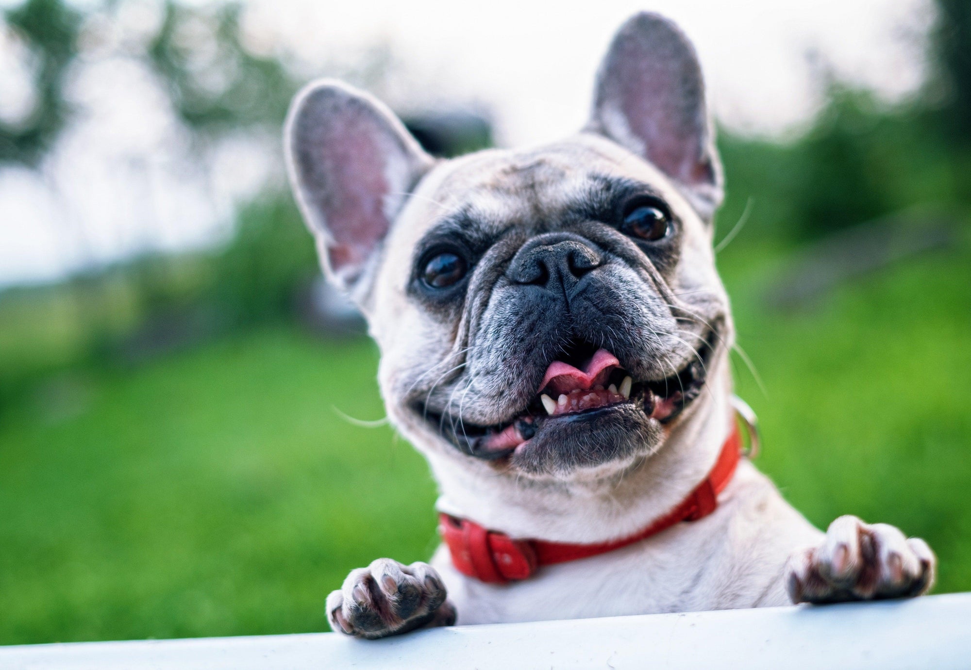 Meet Our New & Improved Ultimate Chew Box | HotSpot Pets