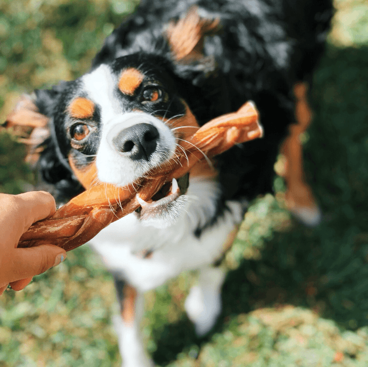 The Important Benefits Behind Your Dog's Innate Desire to Chew | HotSpot Pets