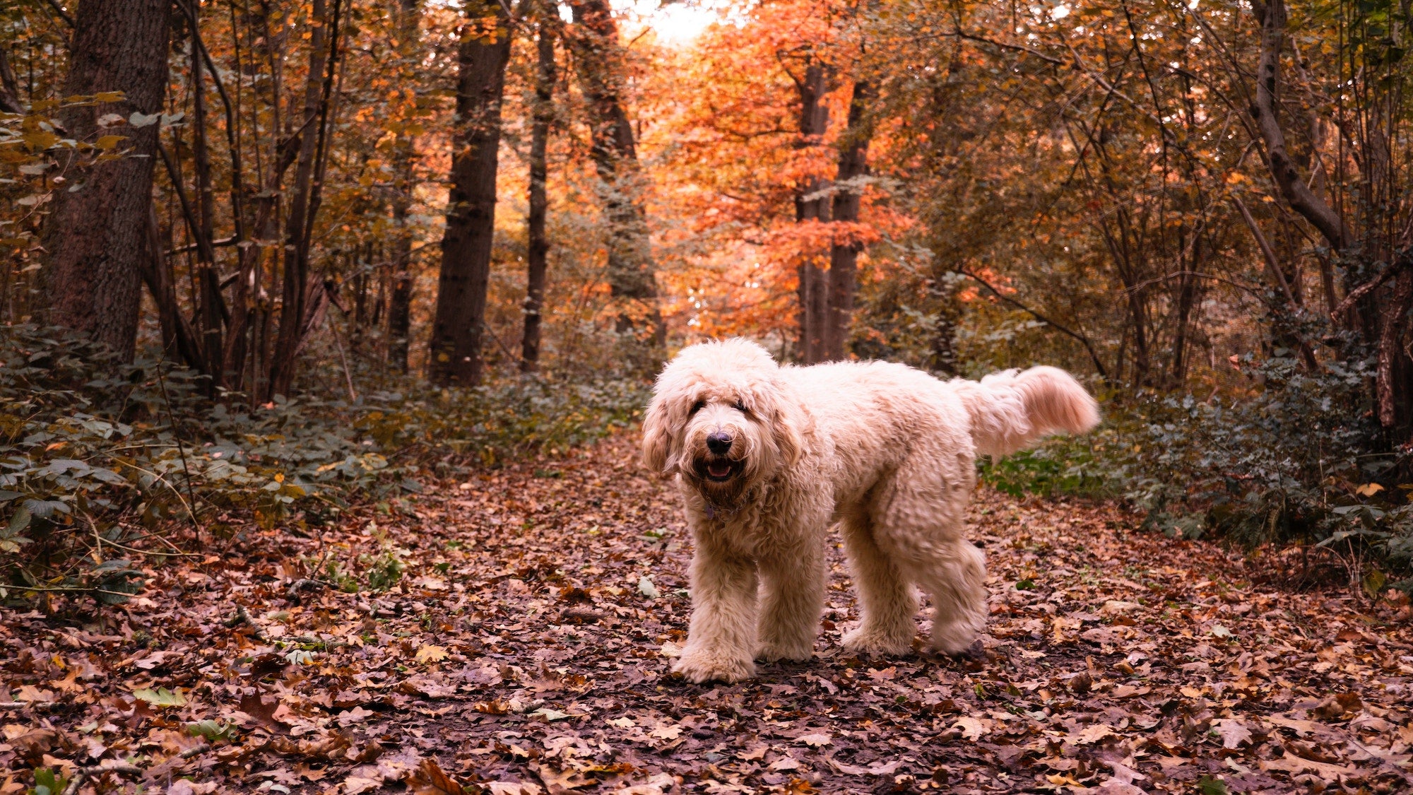 Unwrap Autumn Savings: HotSpotPets.com Fall Sale Is Here!