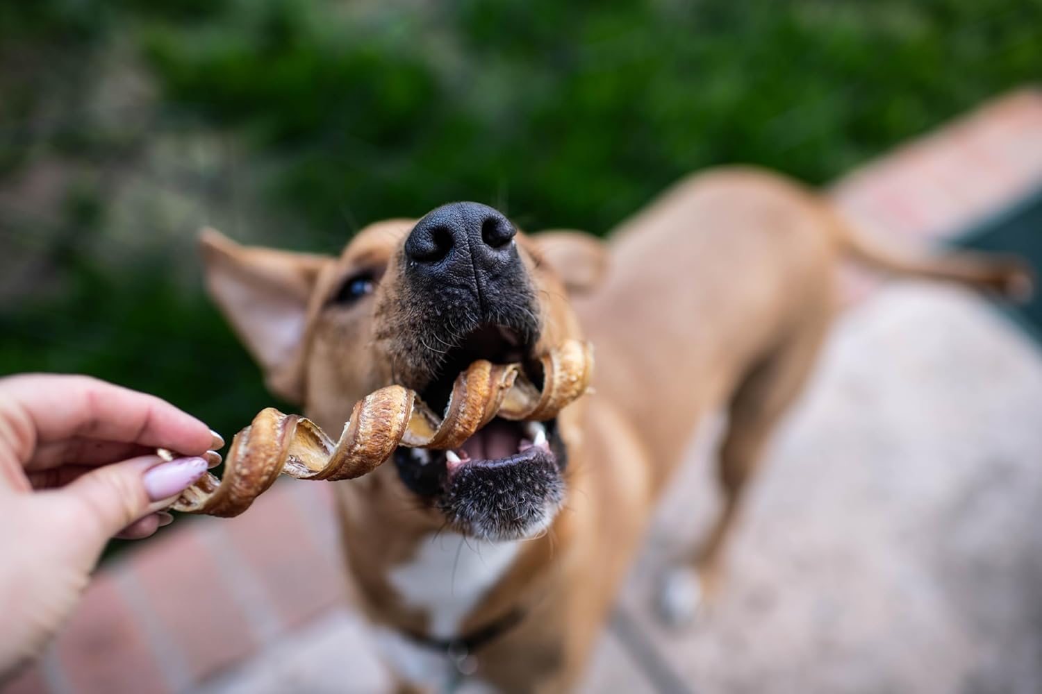 6&quot; Curly Bully Sticks for Small &amp; Medium Dogs