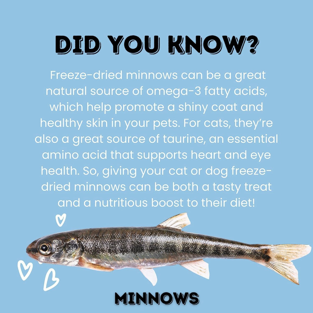 Freeze-Dried Minnows for Cats &amp; Dogs – 100% Natural Single Ingredient Snack – High Protein, Grain-Free, Raw Diet Dog Treats – Omega-3 Fish – No Additives or Preservatives Minnows for Cats (2 Ounce)