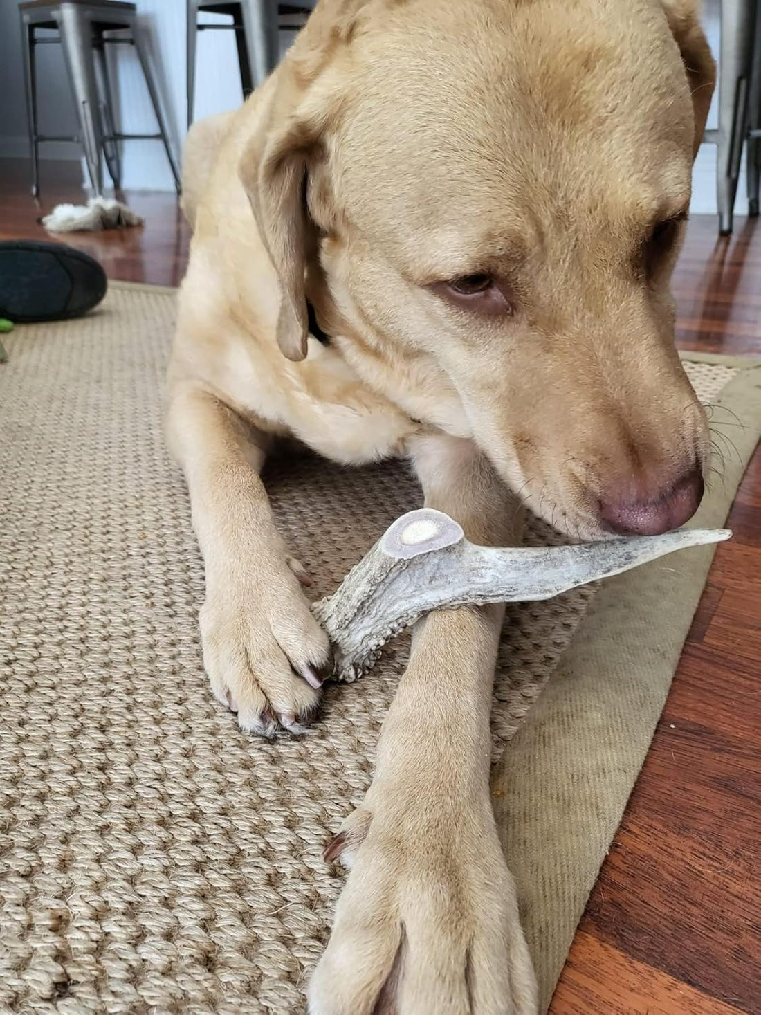 All-Natural Deer Antlers for Dogs