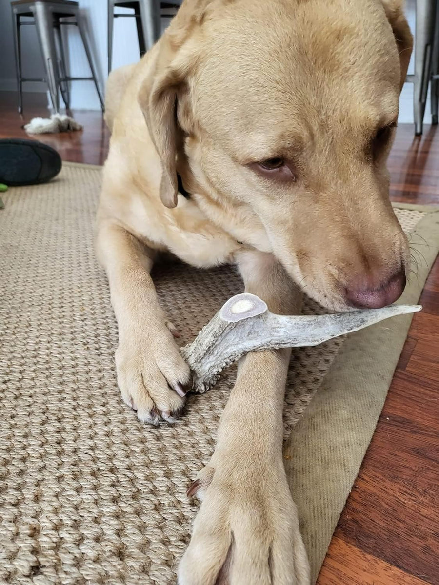 All-Natural Deer Antlers for Dogs
