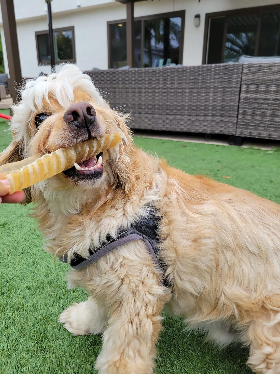 6" Split Beef Trachea Strips for Small & Medium Dogs