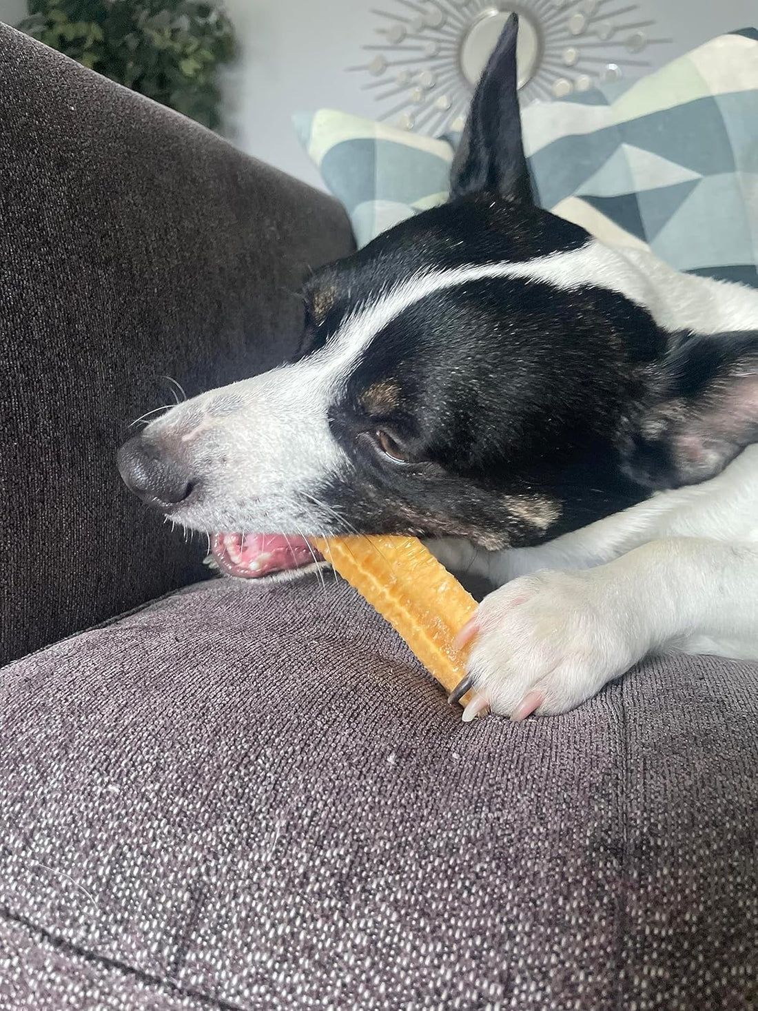 Himalayan Yak Chews for Large Dogs