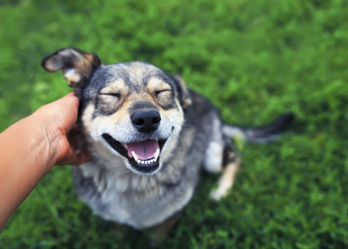 AdobeStock_280100065 - Hotspot Pets