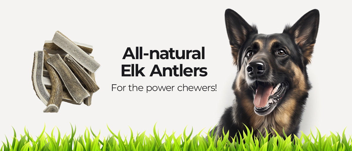 antler169 - Hotspot Pets