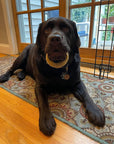 3" to 4" Beef Trachea Rings for All Dog Sizes | Trachea Chews at HotSpot Pets