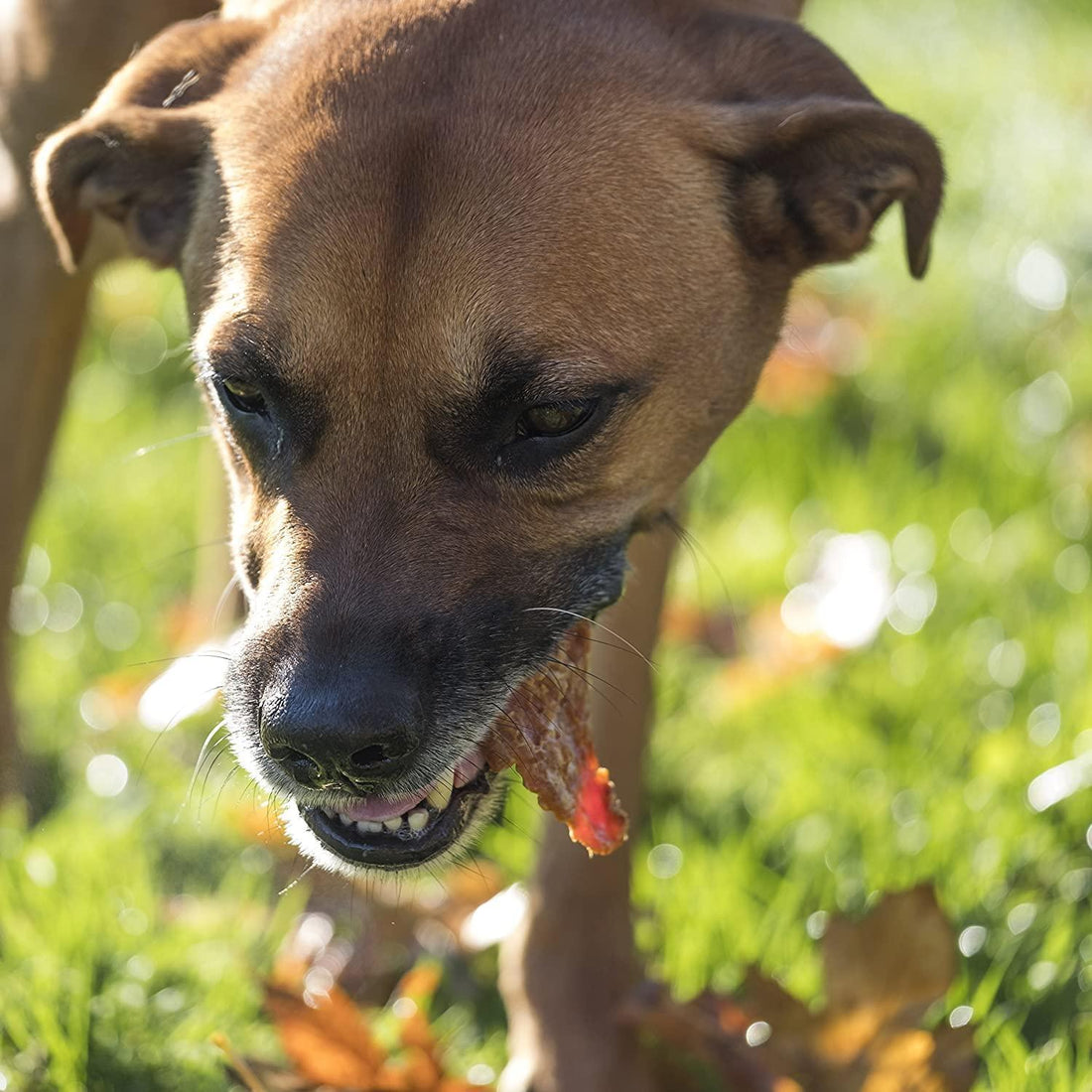 All Natural Sweet Potato Treats for Dogs - 15oz Bag | Sweet Potato Chews at HotSpot Pets