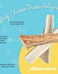 Split Elk Antlers for Medium Dogs | Elk Antlers at HotSpot Pets